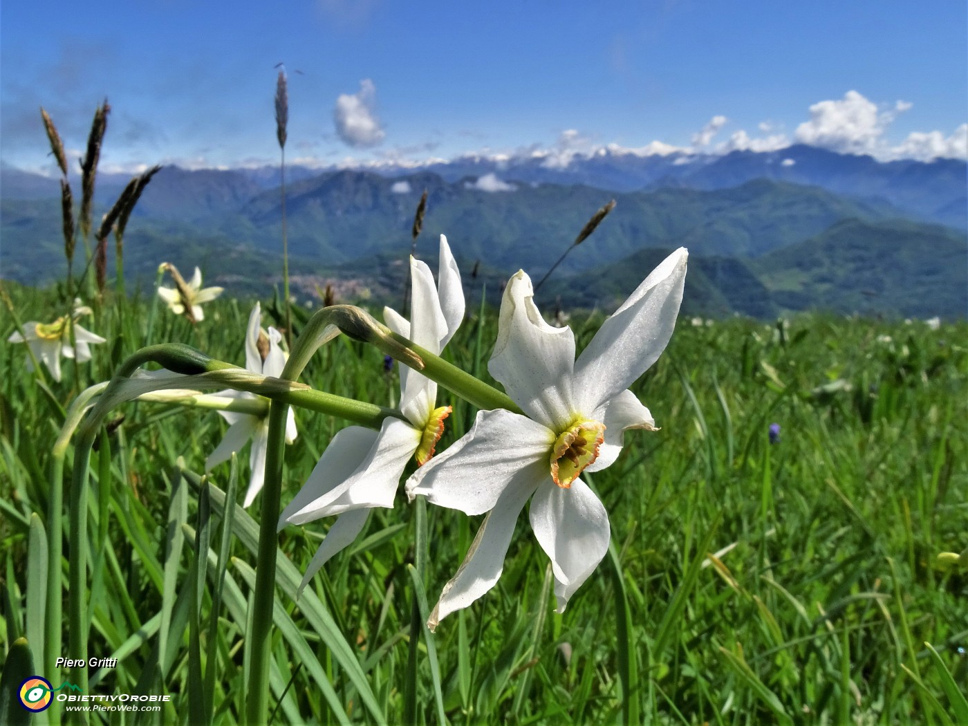 40 'Sfilata' di narcisi in Linzone.JPG